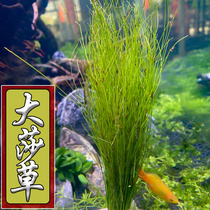 Big sedge ~ green landscaping aquatic plant ~ Aquarium aquatic plant ~ Aquarium aquatic grass ~ middle rear landscape grass ~ true tropical fish aquatic grass