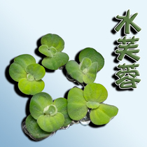 Water hibiscus duckweed raising turtle fish raising shrimp to avoid water grass pond to increase oxygen purification water quality and oil removal membrane ammonia flotation