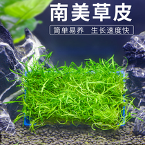 South American turf foreground grass fish tank landscape negative water grass water tank needs water mud without carbon dioxide