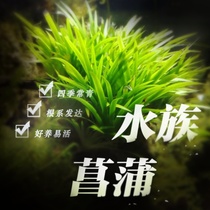 Prospect water plants water and land tanks micro landscape grass money calamus gold-edged calamus good breeding and easy-to-live freshwater plants have stems