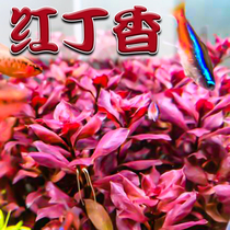 Red lilac mid-rear view freshwater plants living aquatic plants landscape fish tank plants living aquarium underwater leaf culture