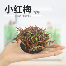 Little red plum cranberry lazy grass without water Grass Mud water grass background red rear view grass Dutch landscape landscape