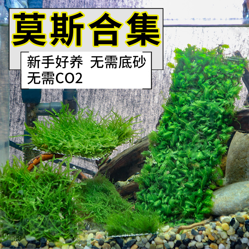 Bulk Triangle Moss New Hand Water Grass Moss Fish Tank Fresh Water Plant Pretzels Foreground Lawn Paving Negative Mousse