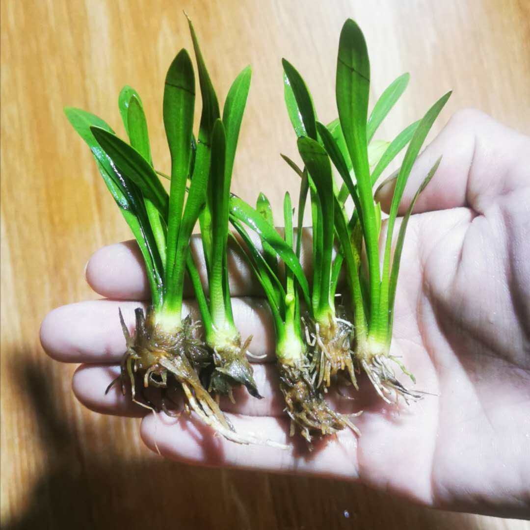 小水兰和枯草区别,小水兰水草,枯草_大山谷图库