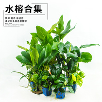 Negative water Banyan fish tank sunken wood landscaping tied volcanic stone Mini small water soluble pepper Banyan lazy novice novice without CO2