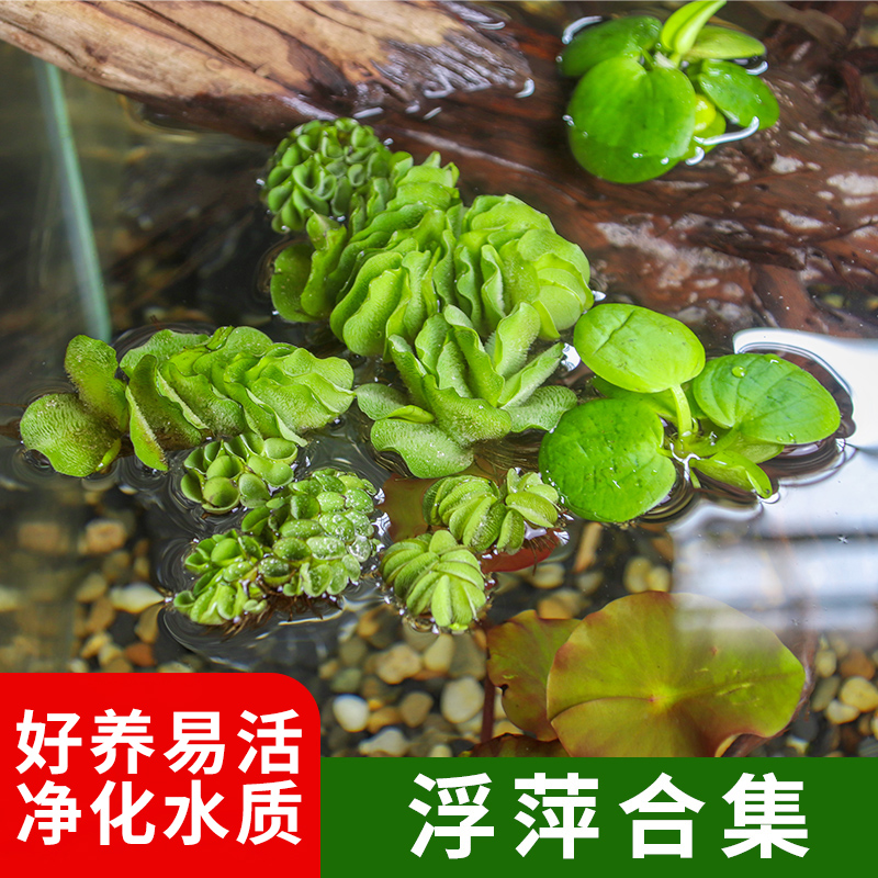 Water hibiscus water hyacinth 1-leaf lotus leaf lotus leaf pine water bacon plant duckweed raising turtle micro-landscape green plant purifying water quality flower