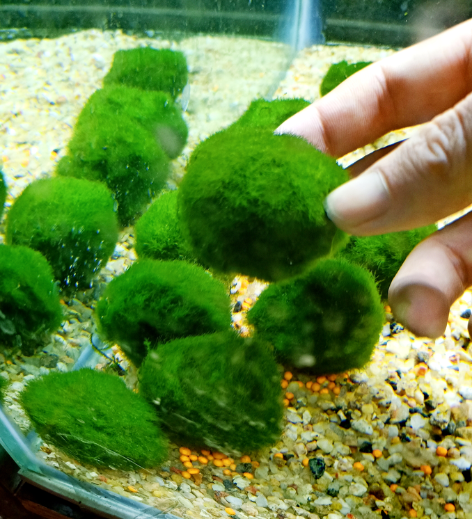 Green algae ball landscaping seaweed ball live negative water weed novice shrimp plant fish tank aquarium ecological bottle decoration