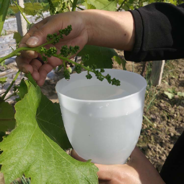 Large grape expansion agent dipping fruit cup dipping medicine dipping fruit cup tassel pulling device dipping medicine cup puffing fruit cup pulling skewer dipping medicine artifact