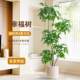 Simulated Green Plants, High-End Light Luxury Happiness Tree, Plant Landscaping, Artificial Flowers, Large Living Room Tv Cabinet Floor-Standing Decorative Ornaments