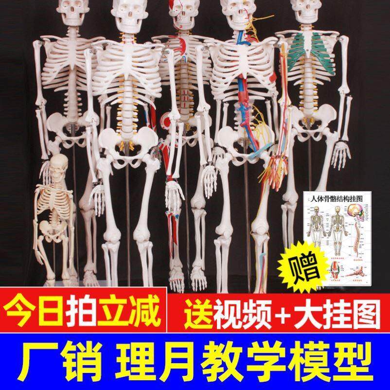 医用骷髅教学玩具肌肉摆件结构可拆卸带真可动骨头架人体模型