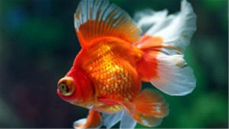 有點可怕 金魚最喜歡吃的竟是它 淘寶海外