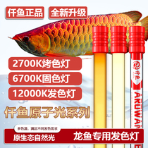 Golden dragon fish special induced color lamp nec fish tank lamp three basic color T5 dive lamp full spectrum