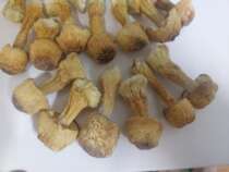 A lot of goods Hime-matsutake 500g dry Brazilian mushroom Yunnan wild mushroom Hime-matsutake mushroom farm specialty