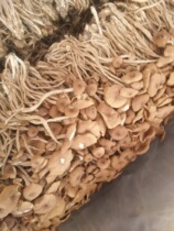 Tea tree mushroom 500g premium tea tree mushroom Shiitake mushroom specialty dry goods do not open the umbrella cover tender and crispy handle branches and small leaves