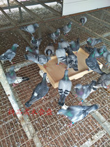 Pigeon supplies carrier pigeon food trough pigeon furniture solid wood food trough food plate material trough carrier pigeon solid wood food plate waterproof and moisture-proof