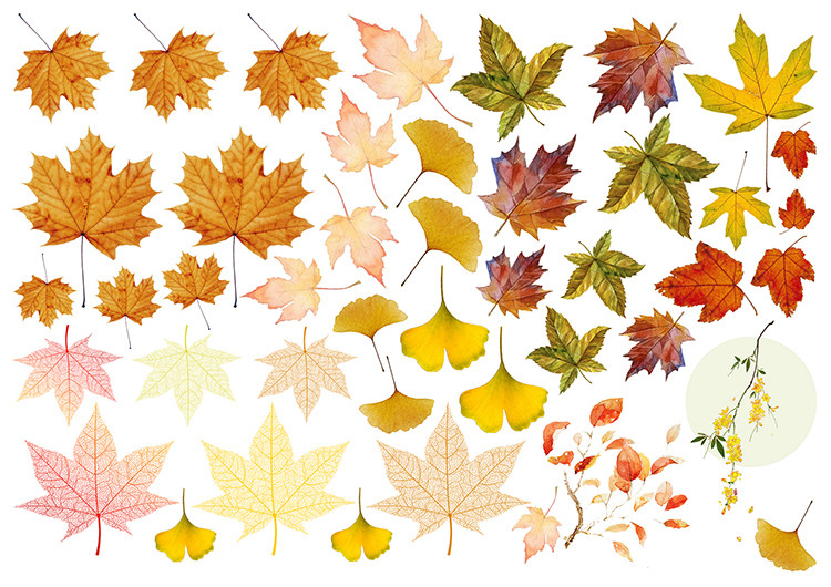 Hand account sticker homemade A4 matt self-adhesive glue color autumn plants full of 15