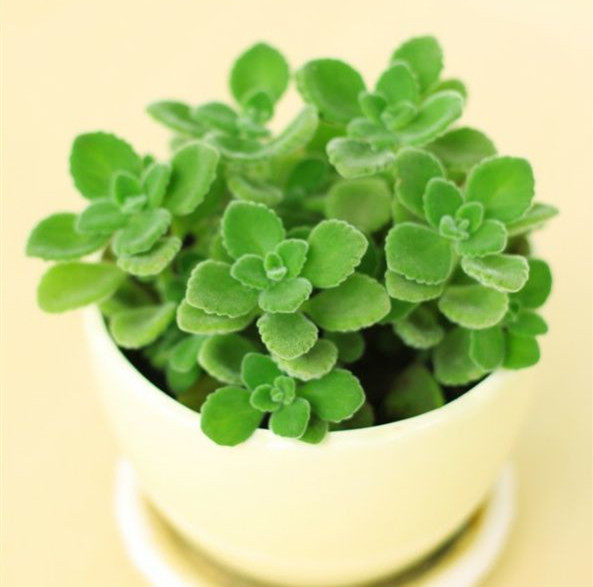 一抹香盆栽 室内碰碰香 香草多肉植物 客厅驱虫净化空气绿植花卉