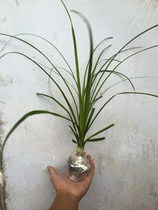 Wine bottle Lampotted wine bottle Lanmiao Elephant legs Trees Green plants to purify the air View indoor potted bonsai