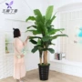 Cây chuối mô phỏng cây trang trí nội thất lớn cây giả cây chuối sàn chậu cảnh phòng khách hoa nhựa xanh - Hoa nhân tạo / Cây / Trái cây chậu hoa giả