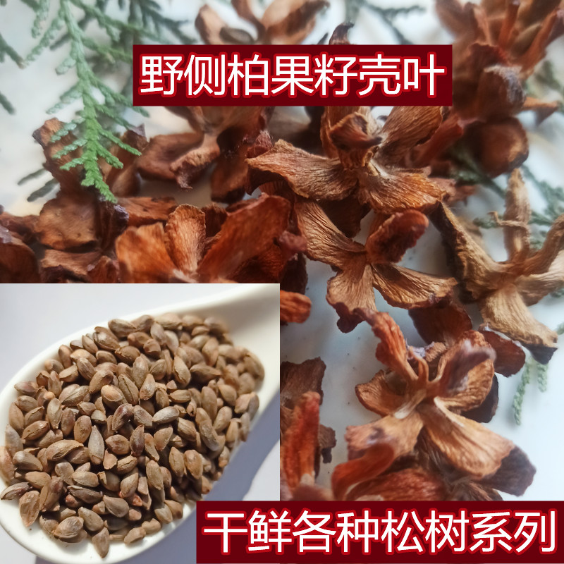 Dried arborvitae shell seed leaves fresh fruit wild pine tree pillow core to help sleep hair black hair wholesale distribution of Chinese herbal medicines