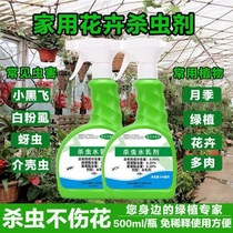 Plant insecticide household indoor non-toxic fleshy flower soil bug removal ants flower drive Ant aphids water emulsion