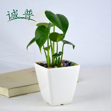 龟背竹 绿植花卉盆栽室内净化空气水养植物防辐射去甲醛水培