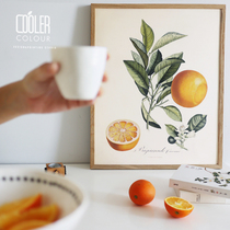 CoolerColour retro botanical figurines Orange Citrus Fruits Fruits Nordic Medieval Decoration Painting Posters
