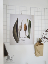 CoolerColour retro botanical map of South American wheel Leaf brown green plant Nordic medieval decoration painting poster