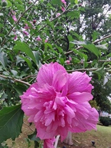 Hibiscus saplings are cold and heat resistant woody flowers that can be grown in pots and ground in both north and south.