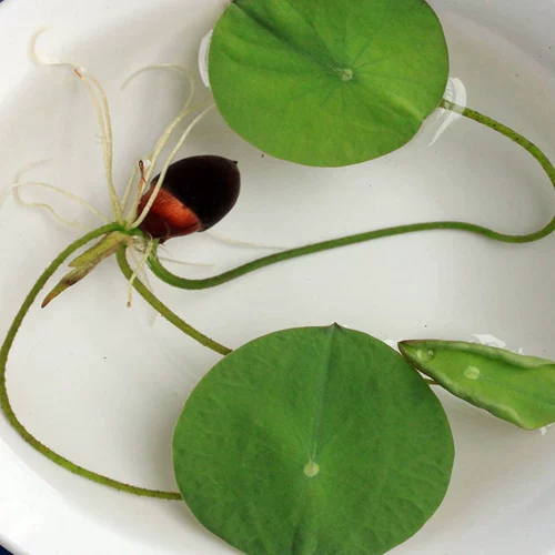 Чаша Lotus Hydroponic Four Seasons может сажать водные растения, маленький лотос Lotus Mini Flower и лотос