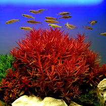 Fish tank water grass fish tank water plant background water grass blood red court water grass blood red Court fish tank Rear View Decoration