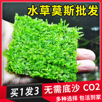 Fish tank aquatic plants Moss aquatic plants big triangle Moss fish tank Moss aquatic plants big triangle negative
