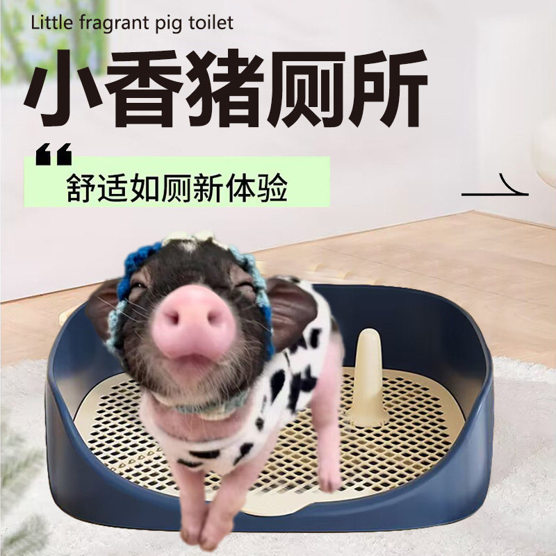 小香猪专用厕所神器，让迷你猪生活更整洁！