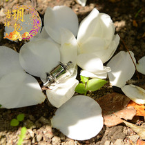 The Lion Miniature Warp and Stainless Steel Transvia Wheel Pendant to the Right Bright Lanyin Guanyin Property and Strictly Green Jellyfish