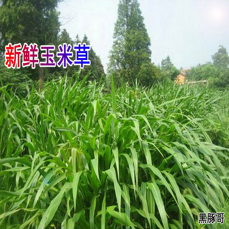 Fresh corn grass 1 catty in place of north and south Tigris clover black wheat straw oat hay Dutch pig guinea pig rabbit herd