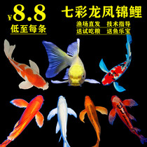 Golden Dragon Phoenix Carp Ornamental Fish Small Freshwater Pure Species Living Goldfish Live Fish Cold Water Fish Resistant To Living