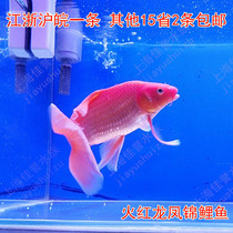 Fire Carp Dragon Anchovies Carp Watch Fish Cold Water Freshwater Fish Red Dragon Anchovies freshwater fish Feng Shui Fish Live Fish