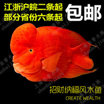 Up Head Red Chaefish Fortune Fish Fortune fish Merchants Feng Shui Fish Large Tropical Ornamental Fish Live Fish Blood Parrot Bag Live