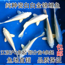 White Brocade Carp Cold Water Fish Ornamental Fish White Brocade Carp Pure Breed Japanese Brocade Carp Living Feng Shui Fish small goldfish brocade carp