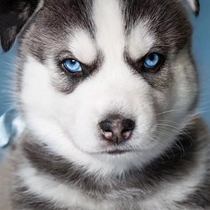 Pure Breeds Haschic Puppies Live Siberian Sledge Dogs Three to live the Haersk live Two-ha Pets Living