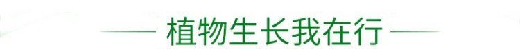 Vật tư làm vườn, phân bón lỏng, trồng, dung dịch dinh dưỡng, hoa, cây xanh, hoa, hoa, lá, bảo vệ môi trường chung, dung dịch dinh dưỡng dụng cụ nhổ cỏ