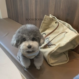 /Взрыв маленький милый/собака собак в летнем маленький клуб полосатый бамбук хлопковой плюшевый плюшевый