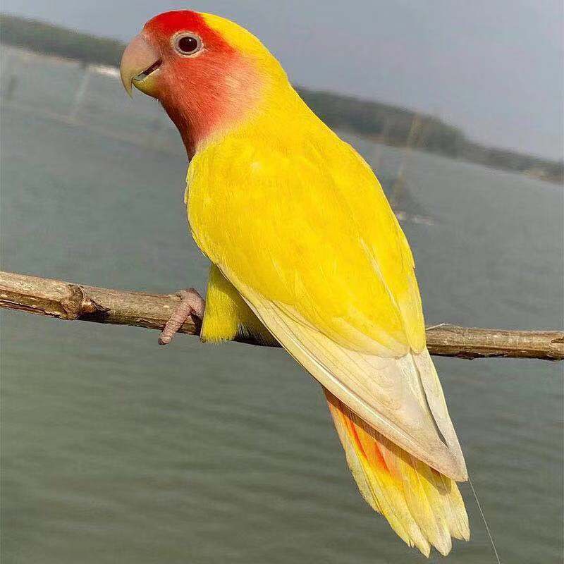 黄桃绿桃牡丹鹦鹉：家养萌宠界的亲昵伙伴