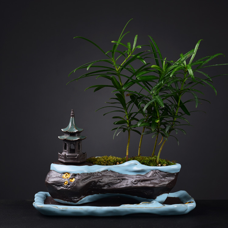 Your up POTS creative new Chinese style bonsai pot green plant household indoor asparagus calamus zen furnishing articles violet arenaceous basin