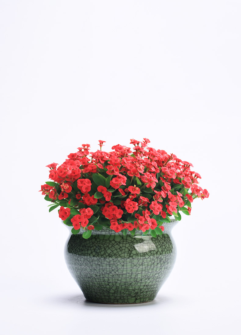 Bracketplant flowerpot brother ceramic up household green plant special other meaty plant butterfly orchid orchid pot creative basin