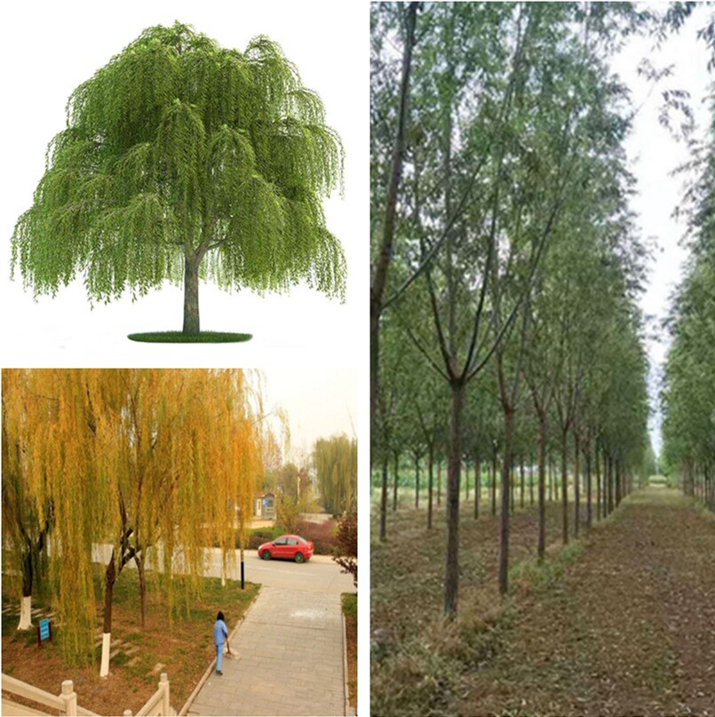 Willow Willow Willow Golden Willow Wicket Wicket Little Willow Willow Wellness Light Willow River