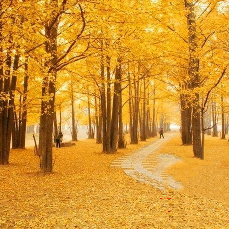 Golden leaf ginkgo sapling potted garden sidewalk tree Four seasons cold-resistant big landscape tree Landscape tree Landscaping plant