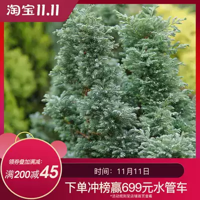 Pebel cypress, North American Cedar, Cedar, golden pine and other potted seedlings, Hong Yue, potted seedlings, evergreen shrubs