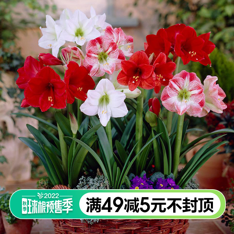 Dutch Zhu Roof Red Ball Single Pellet Rainbow Imported Perennial Root Indoor and Outdoor Solid Flower Pre-Sell