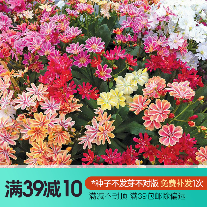 The Iridescent Flower Seed Dew of the Rainbow Flower Stone Bamboo Scale Saddam Hussein Hu Gui Bamboo Chrysanthemum Flowers and Autumn sowing of seeds